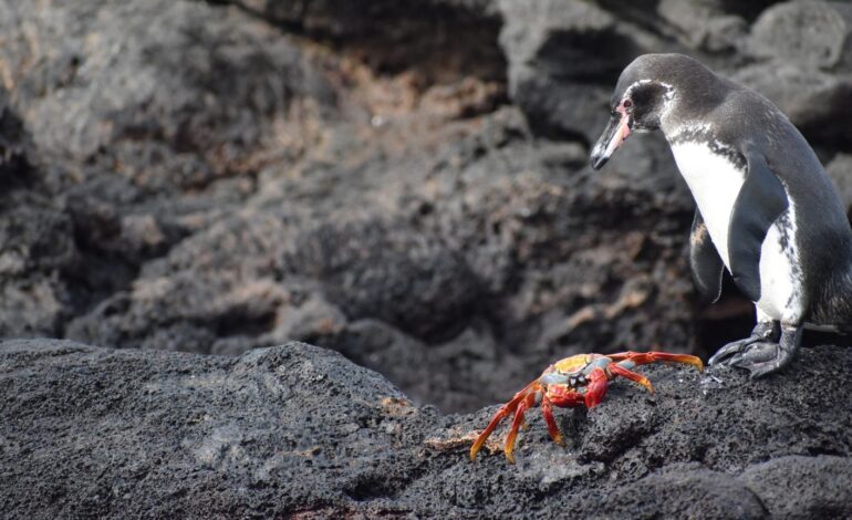Descubriendo la belleza y fragilidad de las Islas Galápagos a bordo de La Pinta