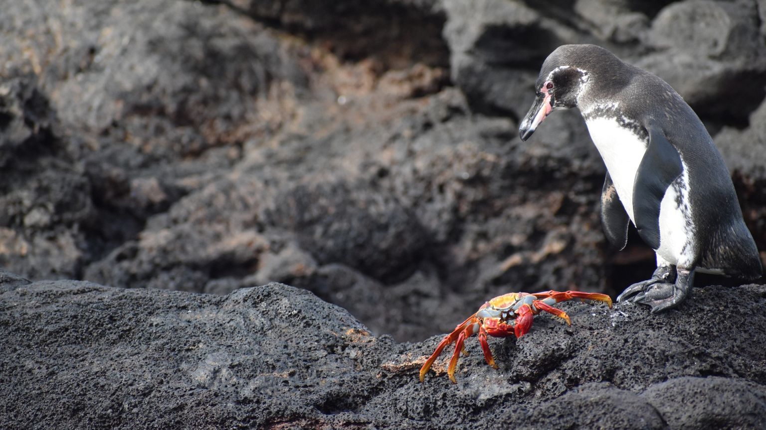 Descubriendo la belleza y fragilidad de las Islas Galápagos a bordo de La Pinta