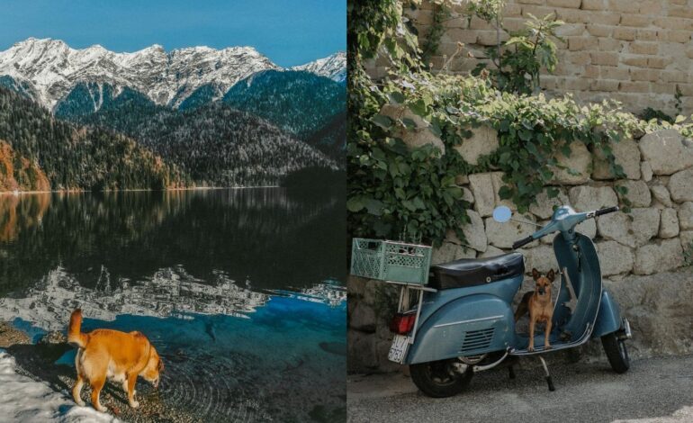 Consejos para viajar en tren por Europa con perros: experiencias y recomendaciones