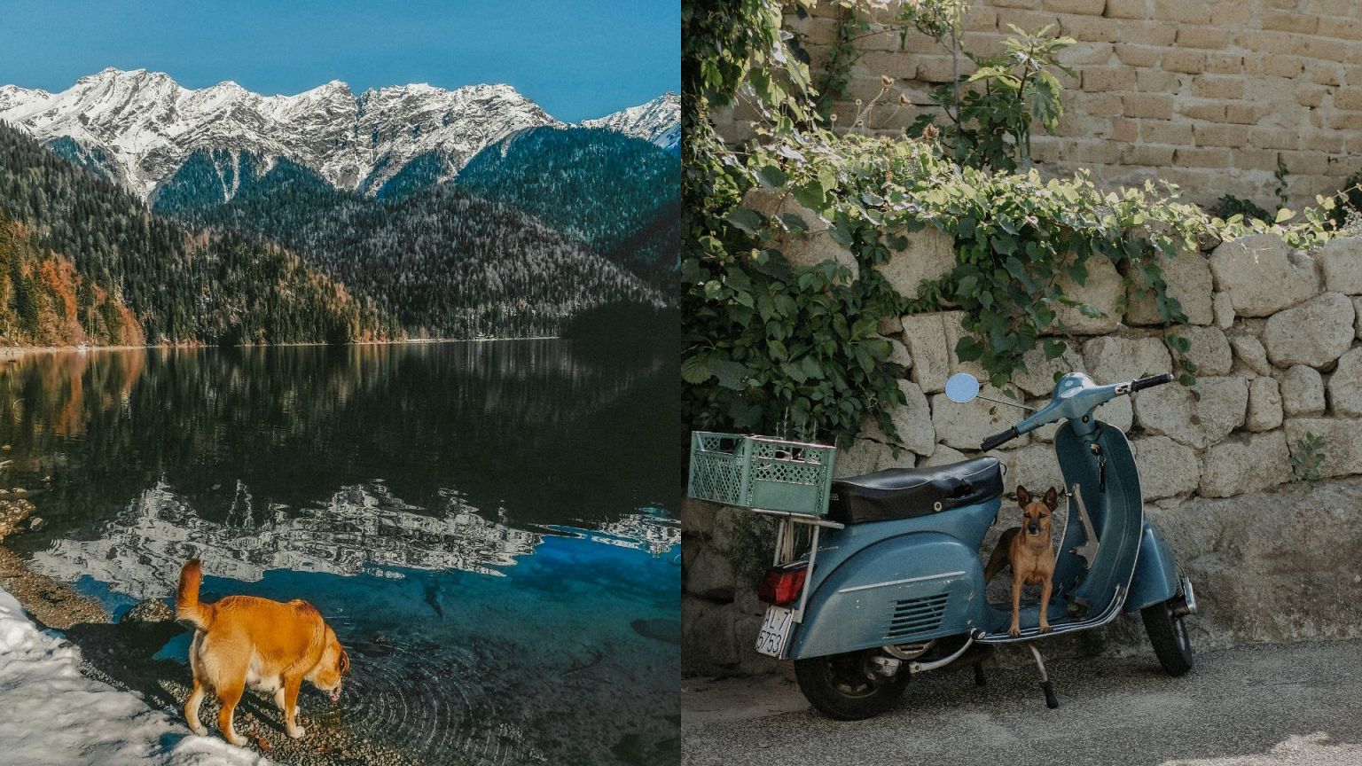 Consejos para viajar en tren por Europa con perros: experiencias y recomendaciones