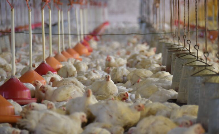 Crisis alimentaria en Cochabamba: un millón de pollos en riesgo por bloqueos de caminos.
