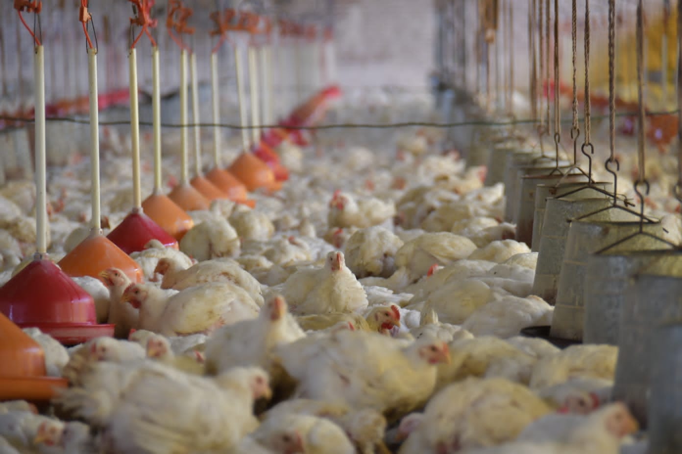 Crisis alimentaria en Cochabamba: un millón de pollos en riesgo por bloqueos de caminos.