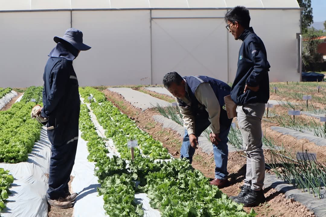 El INIAF evalúa nuevas variedades de lechuga para producción de semillas certificadas.