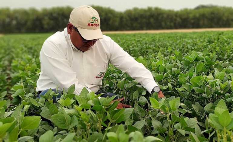 La importación de diésel en Bolivia: Anapo asegura el suministro de combustible vital para productores.