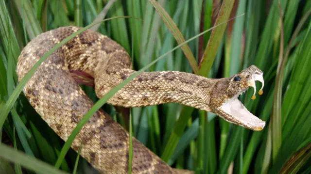 La sangre de un hombre que se inyectó veneno de serpiente se convierte en un poderoso antídoto.