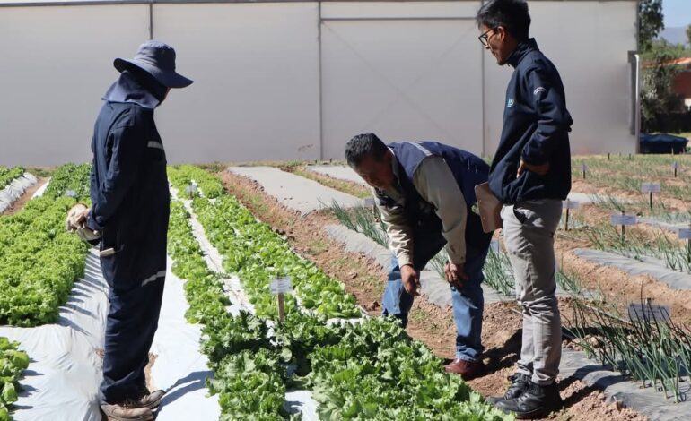El INIAF evalúa nuevas variedades de lechuga para producción de semillas certificadas.